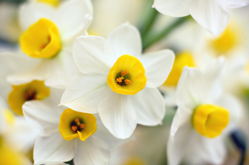 Narcissus, Chinese New Year Flower