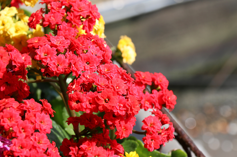 Kalanchoes, a Chinese New Year flower