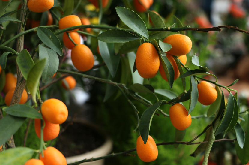 Kumquat trees, a lucky Chinese New Year plant