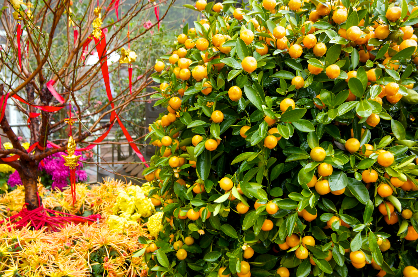 Auspicious Chinese New Year Flowers and Plants Home Decorations