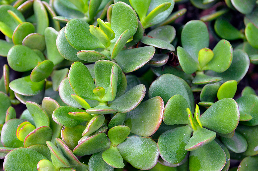 jade plant, auspicious CNY plant